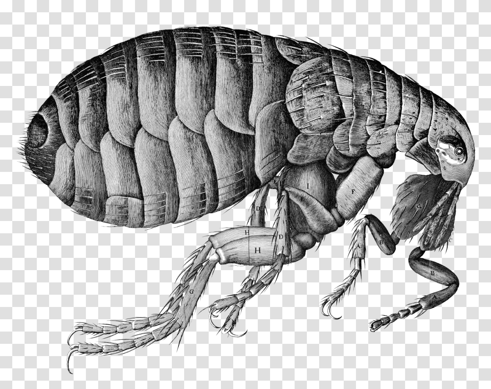 Flea Pulga Da Peste Negra, Insect, Invertebrate, Animal Transparent Png