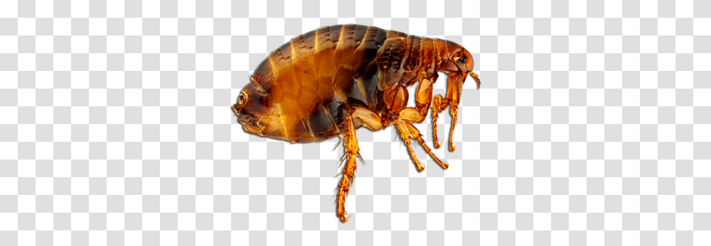 Flea Pulga, Insect, Invertebrate, Animal Transparent Png