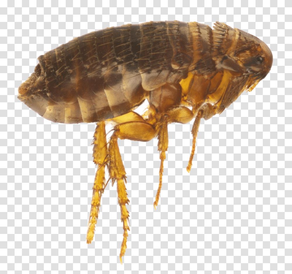 Flea Water Flea White Background, Insect, Invertebrate, Animal, Fungus Transparent Png