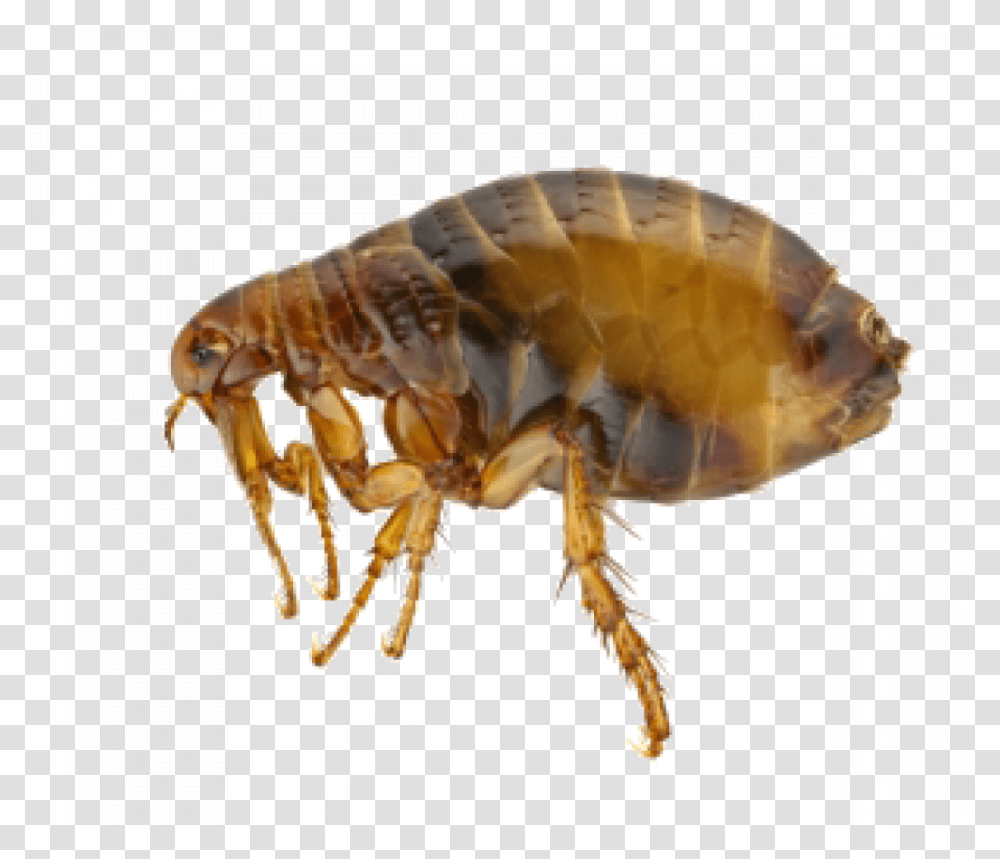 Fleas Extermination Control And Removal In Portland Flea Adult, Insect, Invertebrate, Animal, Fungus Transparent Png