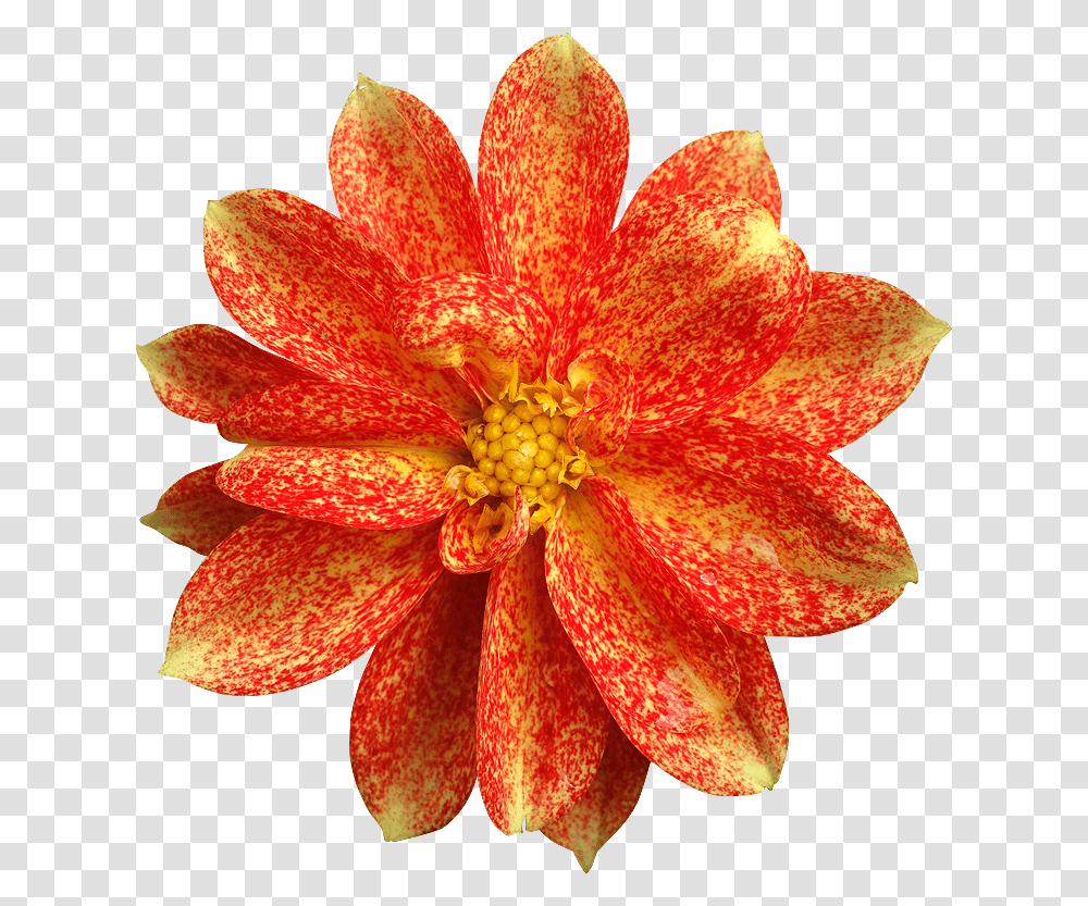 Fleur En, Plant, Petal, Flower, Blossom Transparent Png