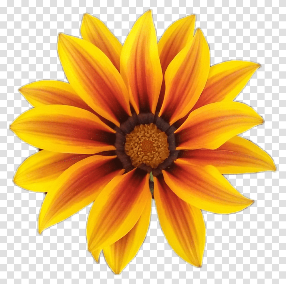Fleur Flower Orange Orangeflower Fleurorange Nature Ic 3 Gadda, Plant, Treasure Flower, Blossom, Dahlia Transparent Png
