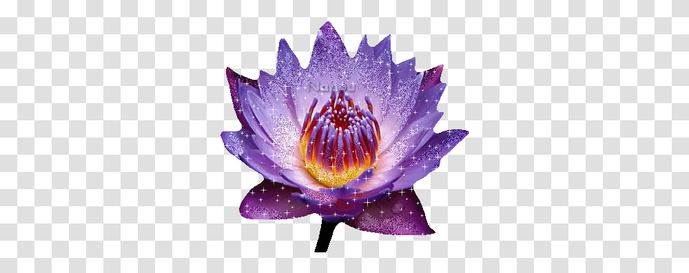 Fleur Lotus Gif Flower Zen Picmix Emergent Vegetation, Plant, Blossom, Lily, Pond Lily Transparent Png