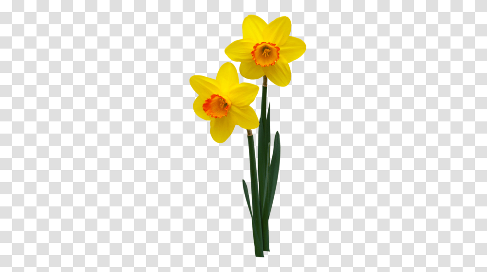 Fleur, Plant, Flower, Blossom, Daffodil Transparent Png