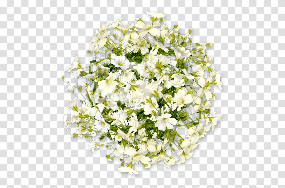 Fleurs Blanches, Plant, Flower, Blossom, Flower Bouquet Transparent Png