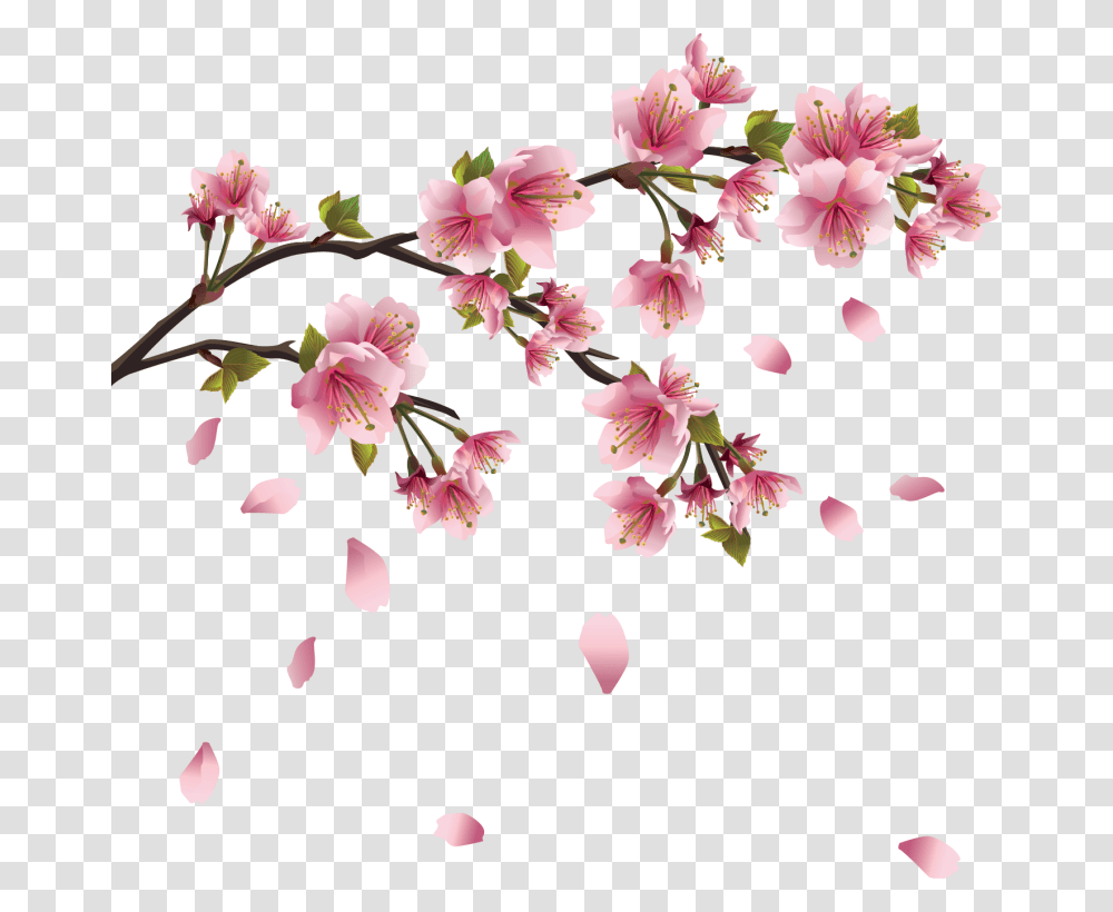 Fleurs Sakura Flower Drawing, Plant, Cherry Blossom, Petal Transparent Png
