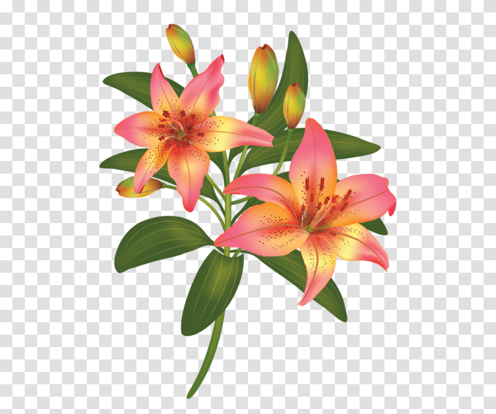 Fleursfloresflowersbloemenpng Aapattern, Plant, Lily, Blossom, Anther Transparent Png