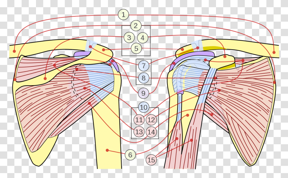 Flexing Arm, Plot, Diagram, Bird, Animal Transparent Png