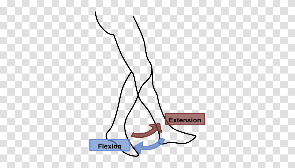 Flexion Extension Leg, Dance, Sport, Sports, Arm Transparent Png