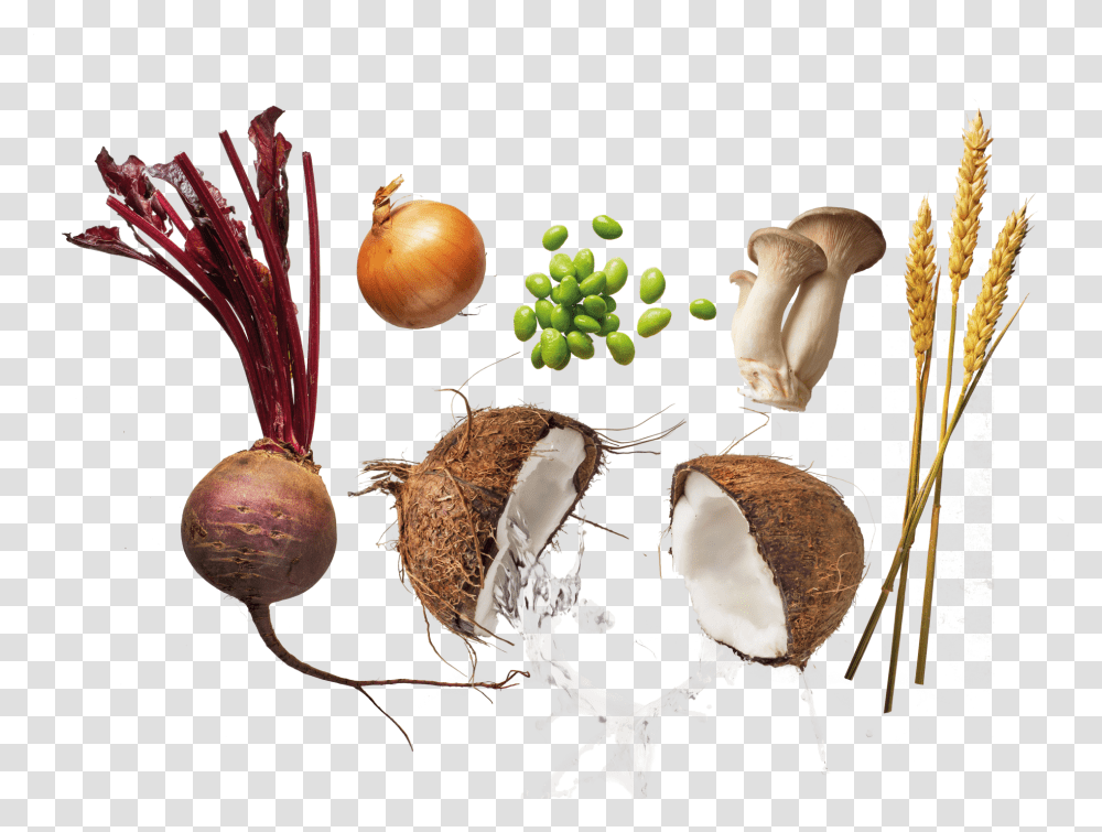 Flexitarian Coconut, Plant, Vegetable, Food, Fungus Transparent Png