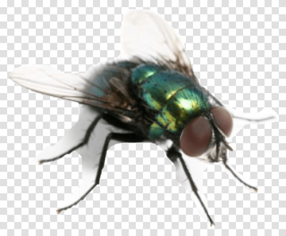 Flies Fliege Freetoedit, Fly, Insect, Invertebrate, Animal Transparent Png