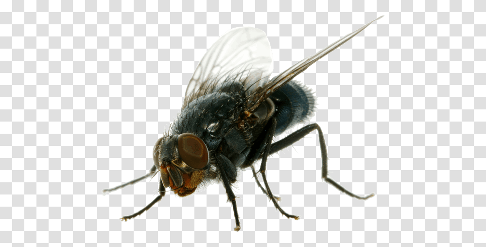 Flies, Fly, Insect, Invertebrate, Animal Transparent Png