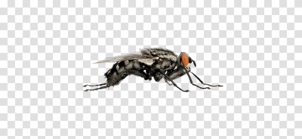 Flies Images Free Download, Fly, Insect, Invertebrate, Animal Transparent Png