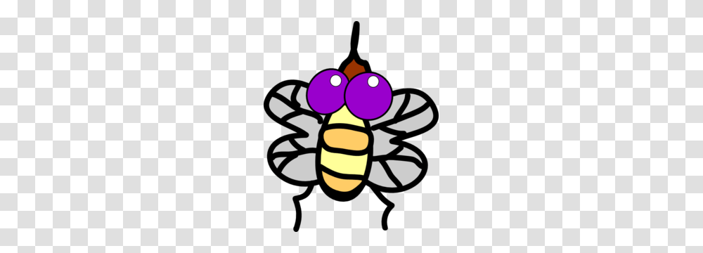 Flies, Insect, Invertebrate, Animal, Bee Transparent Png