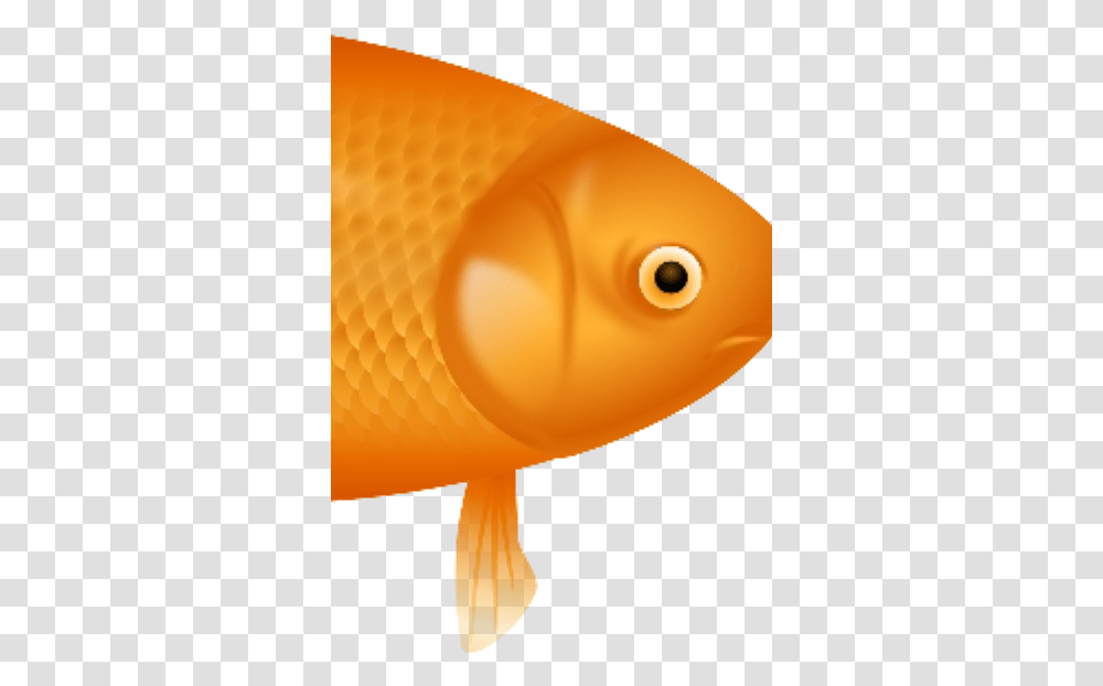 Flif Example, Goldfish, Animal, Balloon Transparent Png