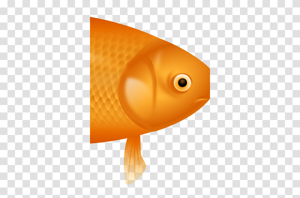 Flif, Goldfish, Animal, Amphiprion, Sea Life Transparent Png