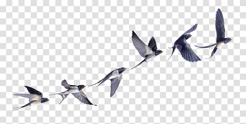Flight Flock Of Birds Swallow Bird Barn Clipart Swallow In Flight Tattoo, Jay, Animal, Flying, Bluebird Transparent Png