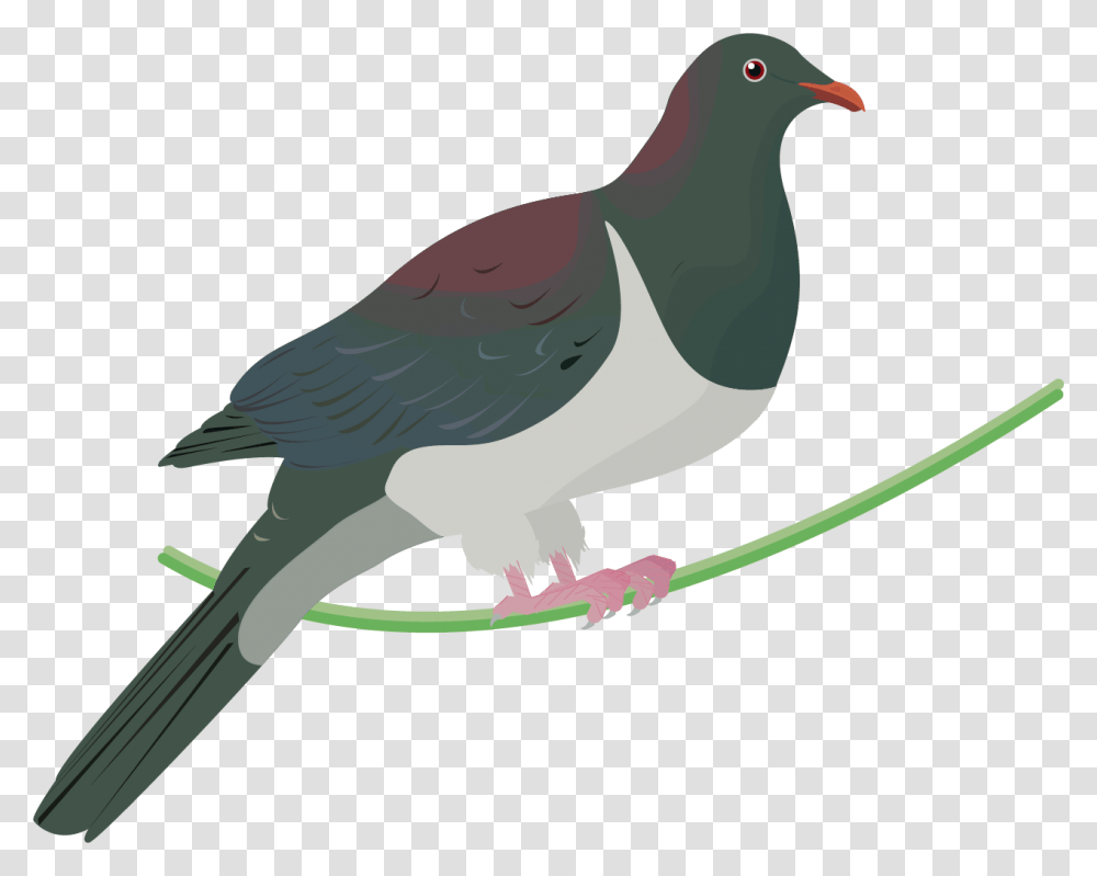 Flight Of Pigeons Clipart Kereru, Bird, Animal, Dove Transparent Png