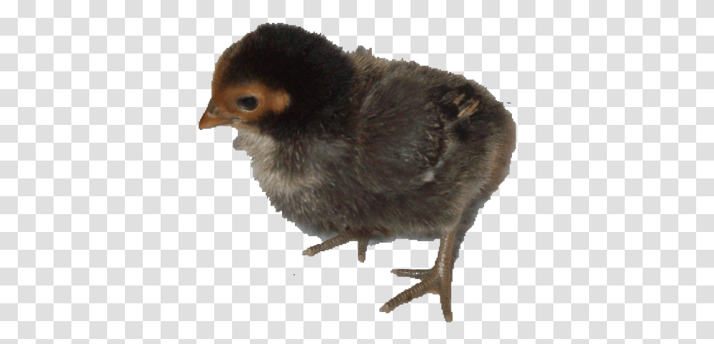 Flightless Bird, Animal, Kiwi Bird, Chicken, Poultry Transparent Png