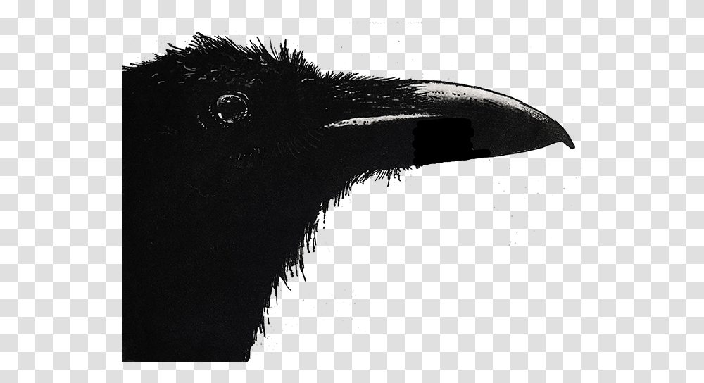 Flightless Bird, Beak, Animal, Crow, Silhouette Transparent Png