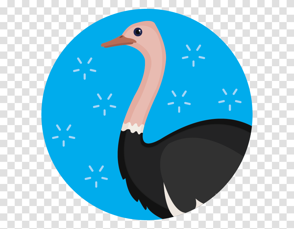 Flightless Bird, Ostrich, Animal, Kiwi Bird Transparent Png