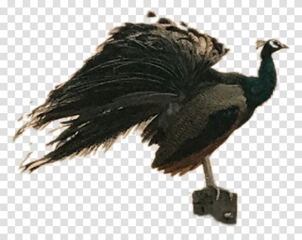 Flightless Bird, Vulture, Animal, Fungus, Condor Transparent Png