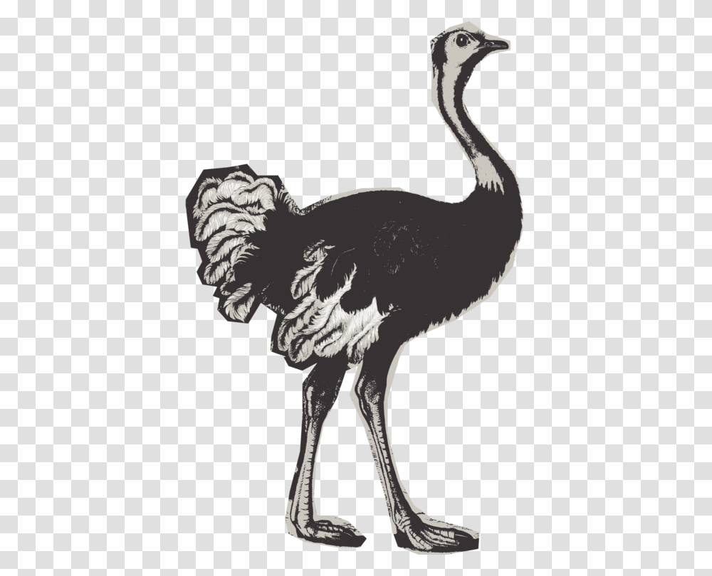 Flightless Birdcranelike Birdanimal Figure Ostrich Transparent Png