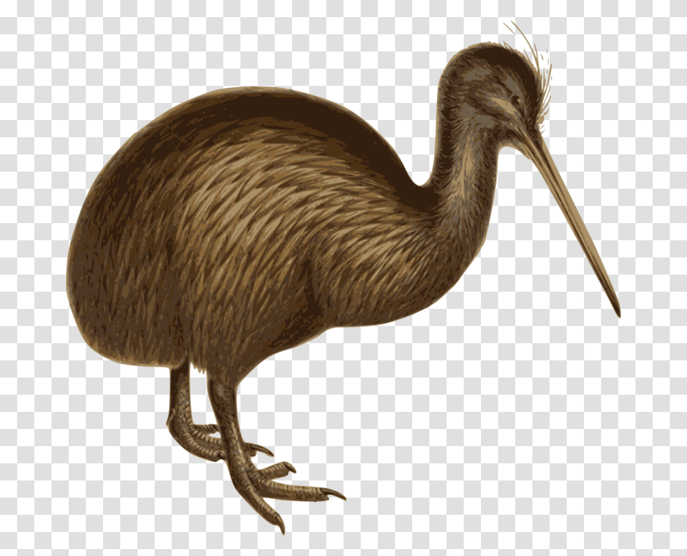 Flightless Birdratiteostrich Birds White Background, Animal, Beak, Kiwi Bird, Dodo Transparent Png