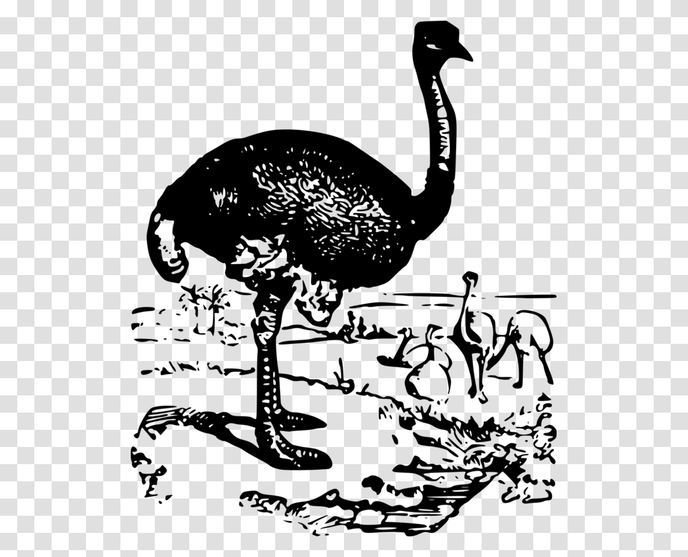 Flightless Birdwater Birdblackandwhite Ostrich, Gray, World Of Warcraft Transparent Png
