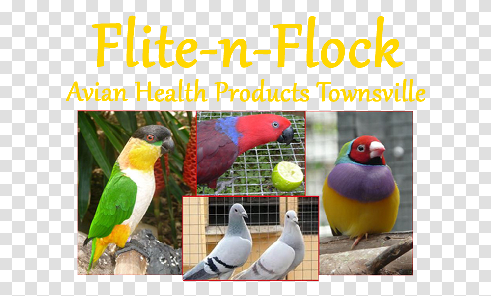 Flite N Flock Avian Health Products Finch, Bird, Animal, Beak, Parrot Transparent Png