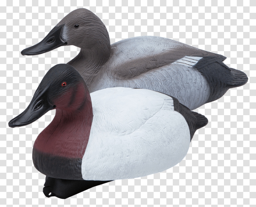 Floating Canvasbacks Six Pack Of Duck Hunting Decoys, Bird, Animal, Waterfowl, Beak Transparent Png