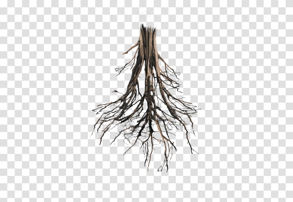 Floating Island Tree Trunk Rework Roots By Annamae22 Tree Roots, Plant, Photography Transparent Png