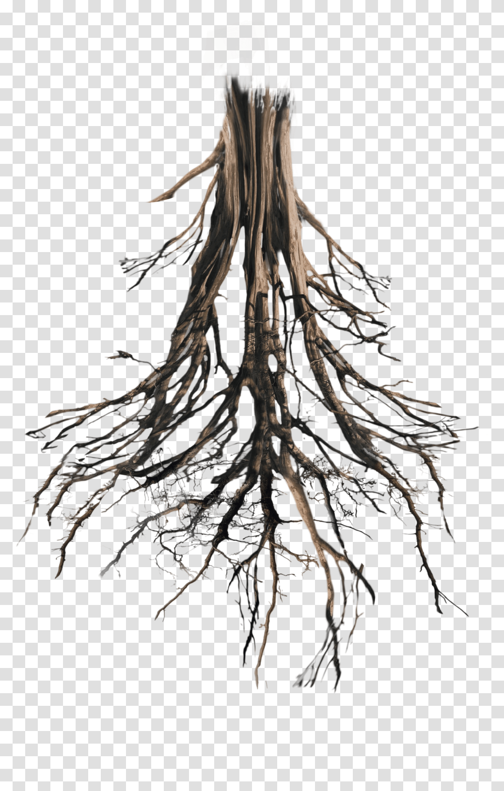 Floating Island Tree Trunk Rework Tree Trunk And Roots, Plant Transparent Png