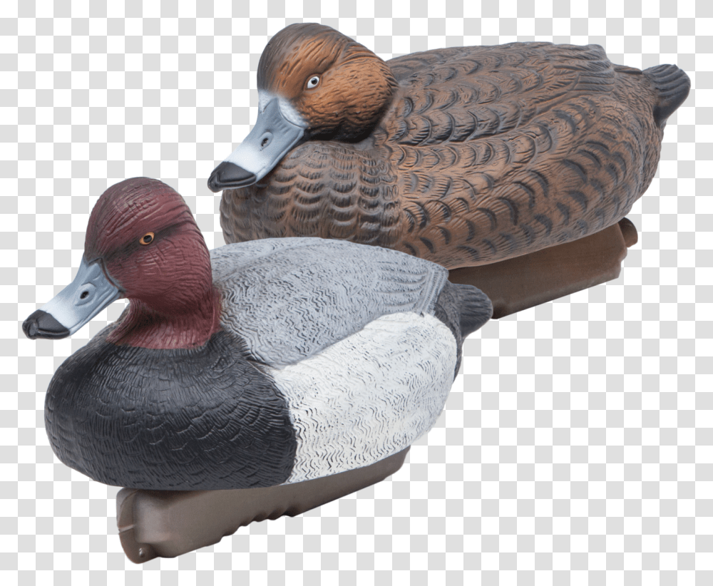 Floating Redheads Duck Hunting Decoys From Final Approach Redhead, Bird, Animal, Waterfowl, Mallard Transparent Png