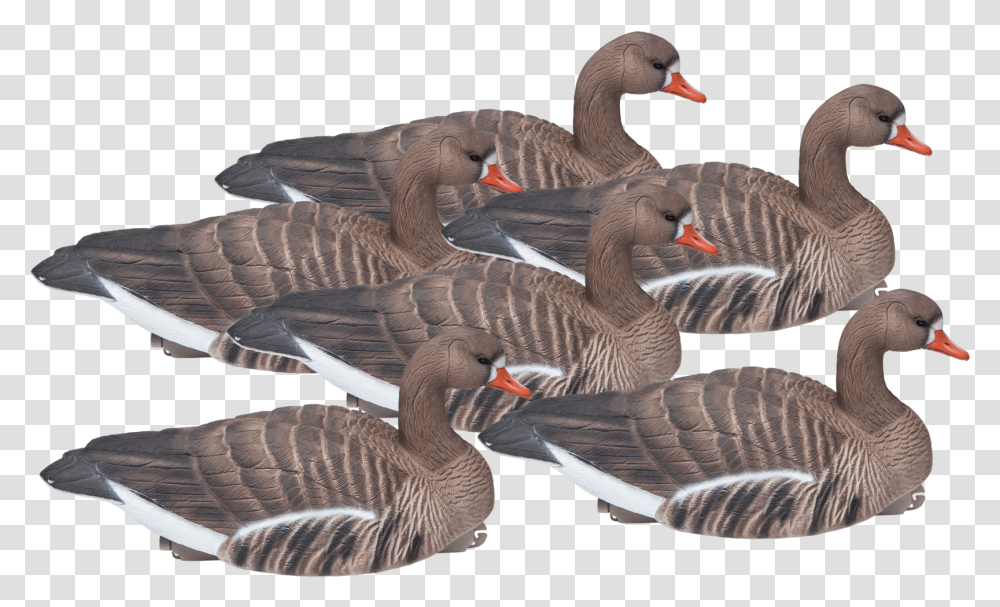 Floating Standard Size Six Pack Of Speckle Bellies Seaduck, Goose, Bird, Animal, Waterfowl Transparent Png