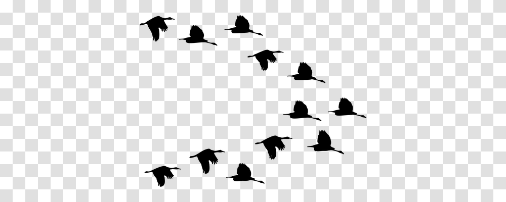 Flock Animals, Gray, World Of Warcraft Transparent Png