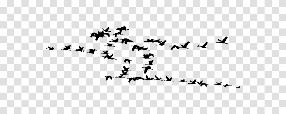 Flock Animals, Gray, World Of Warcraft Transparent Png