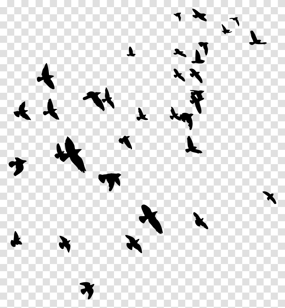 Flock, Animal, Bird, Silhouette, Flying Transparent Png