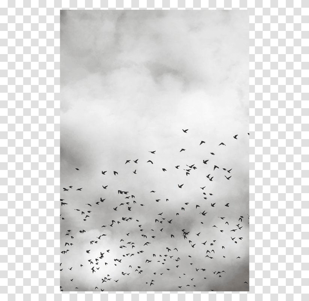 Flock, Animal, Bird Transparent Png