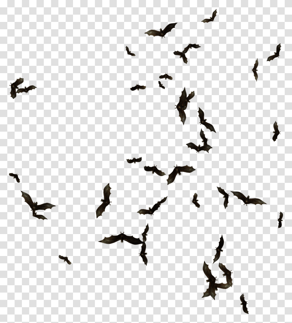 Flock, Animal, Flying, Bird Transparent Png