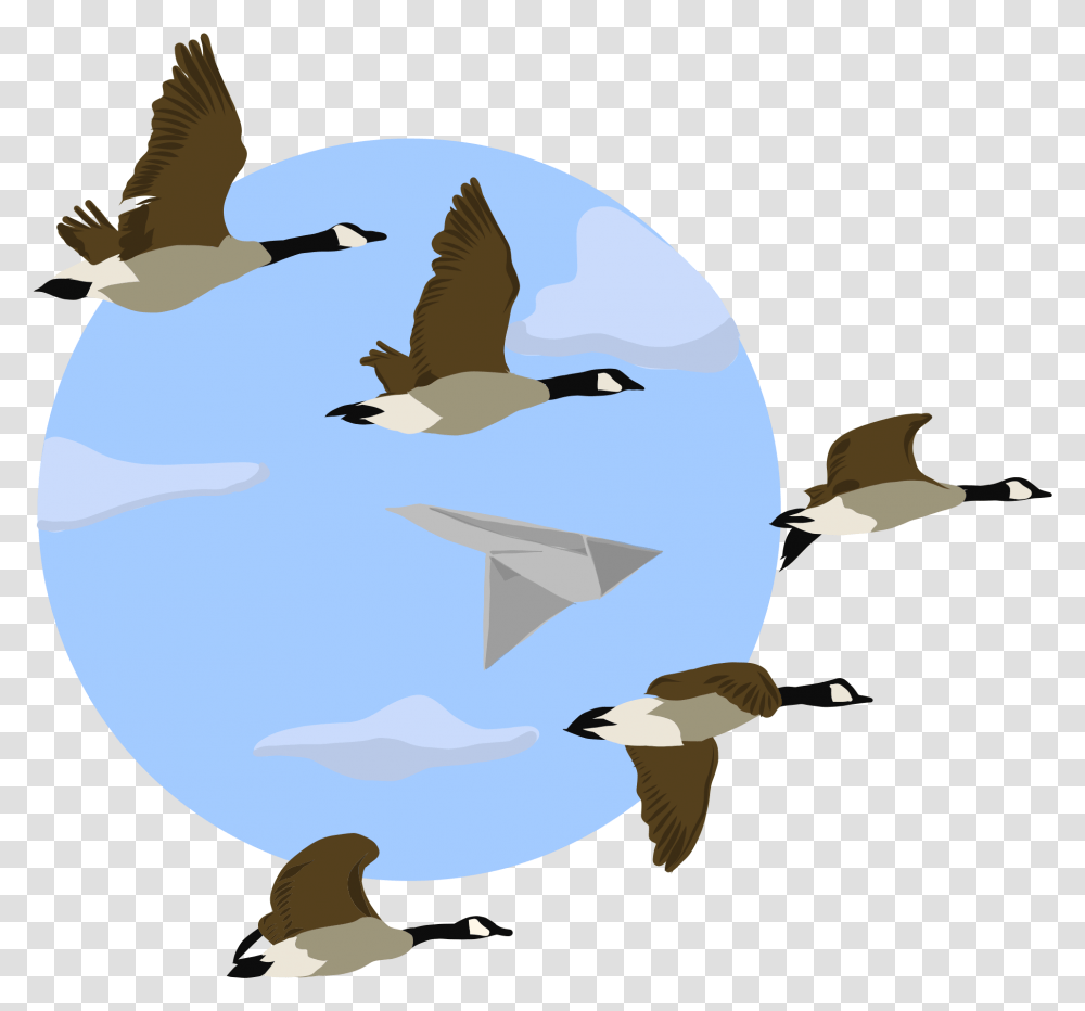 Flock, Bird, Animal, Flying, Seagull Transparent Png
