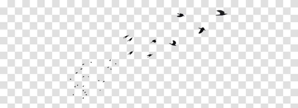 Flock, Bird, Animal, Flying Transparent Png