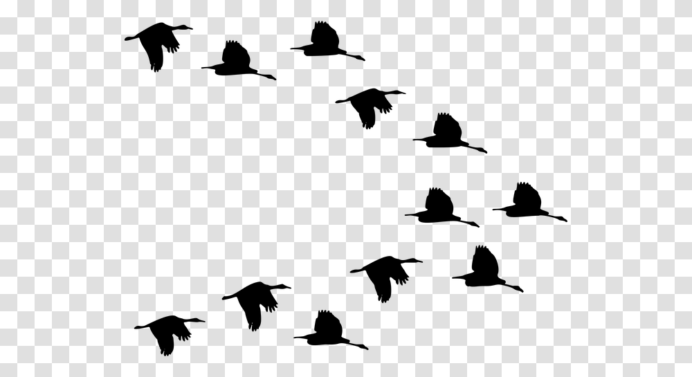 Flock Ducks Birds Animals Flying Silhouette Svg Flock Of Birds Clipart, Gray, World Of Warcraft Transparent Png