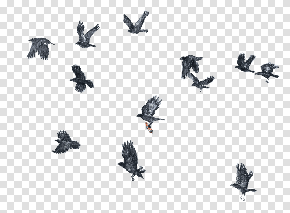 Flock, Flying, Bird, Animal, Dove Transparent Png