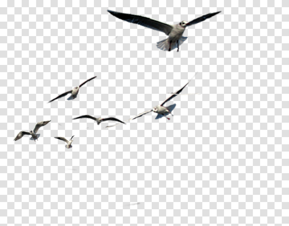 Flock, Flying, Bird, Animal, Insect Transparent Png