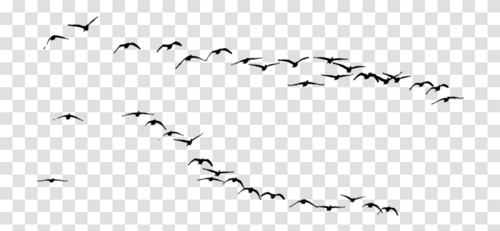 Flock, Nature, Outdoors, Night, Moon Transparent Png