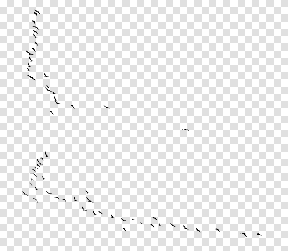 Flock, Nature, Outdoors, Night, Outer Space Transparent Png