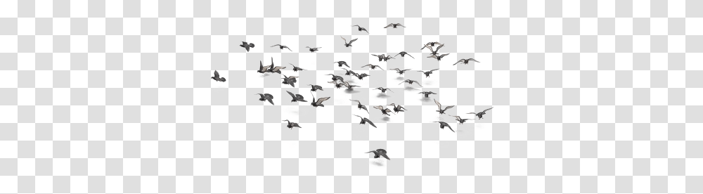 Flock Of Bird Photo Image Play Flock, Map, Diagram, Plot, Atlas Transparent Png