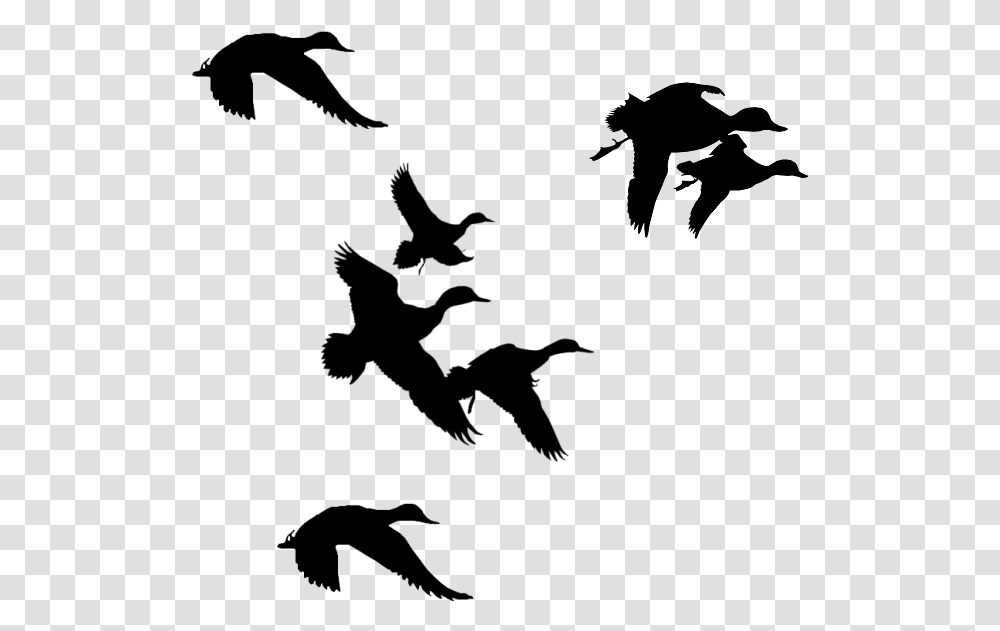 Flock Of Birds Clipart Branch Clip Art Ducks Flying Silhouette, Gray, World Of Warcraft Transparent Png