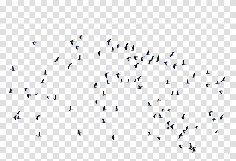 Flock Of Birds Cut Out, Menu, Outdoors, Tar Transparent Png